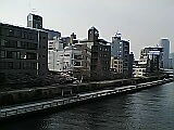 永代橋右岸の桜